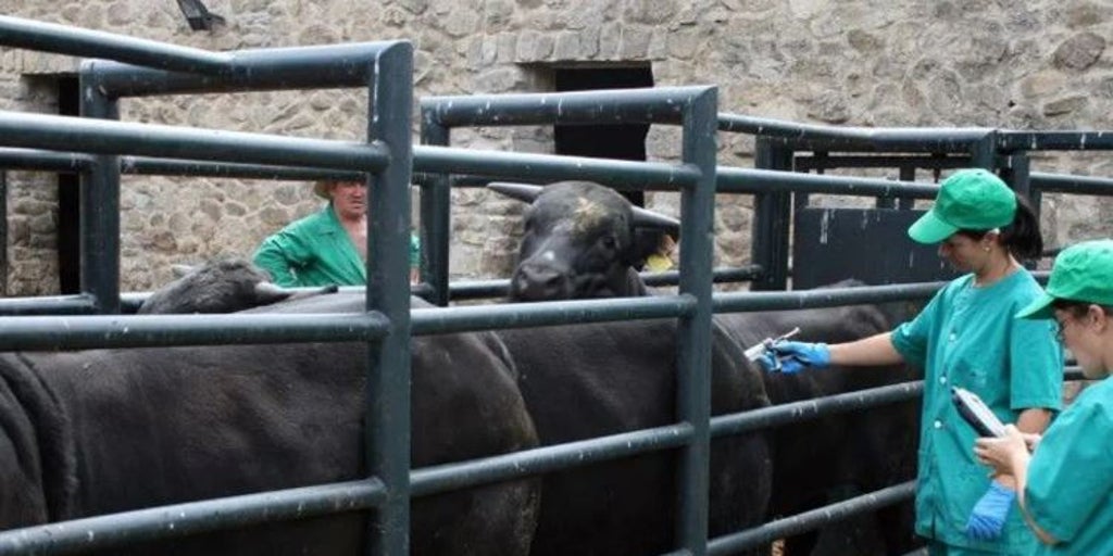 Asaja pide «más ayudas y más vacunas» para hacer frente a la lengua azul en Castilla-La Mancha
