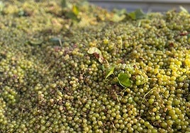 Los agricultores valencianos acusan a las bodegas de cava de conspirar para bajar a la mitad el precio de la uva