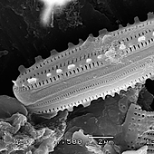 Descubiertas cuatro nuevas especies endémicas en tubos volcánicos de la isla de El Hierro