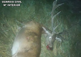 Detenido en Albacete un cazador furtivo tras abatir a un ciervo en la Sierra de Albarracín, Teruel