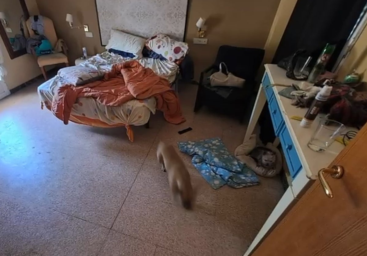 Imagen del centro ilegal de Elche que se dedicaba al cuidado de personas dependientes