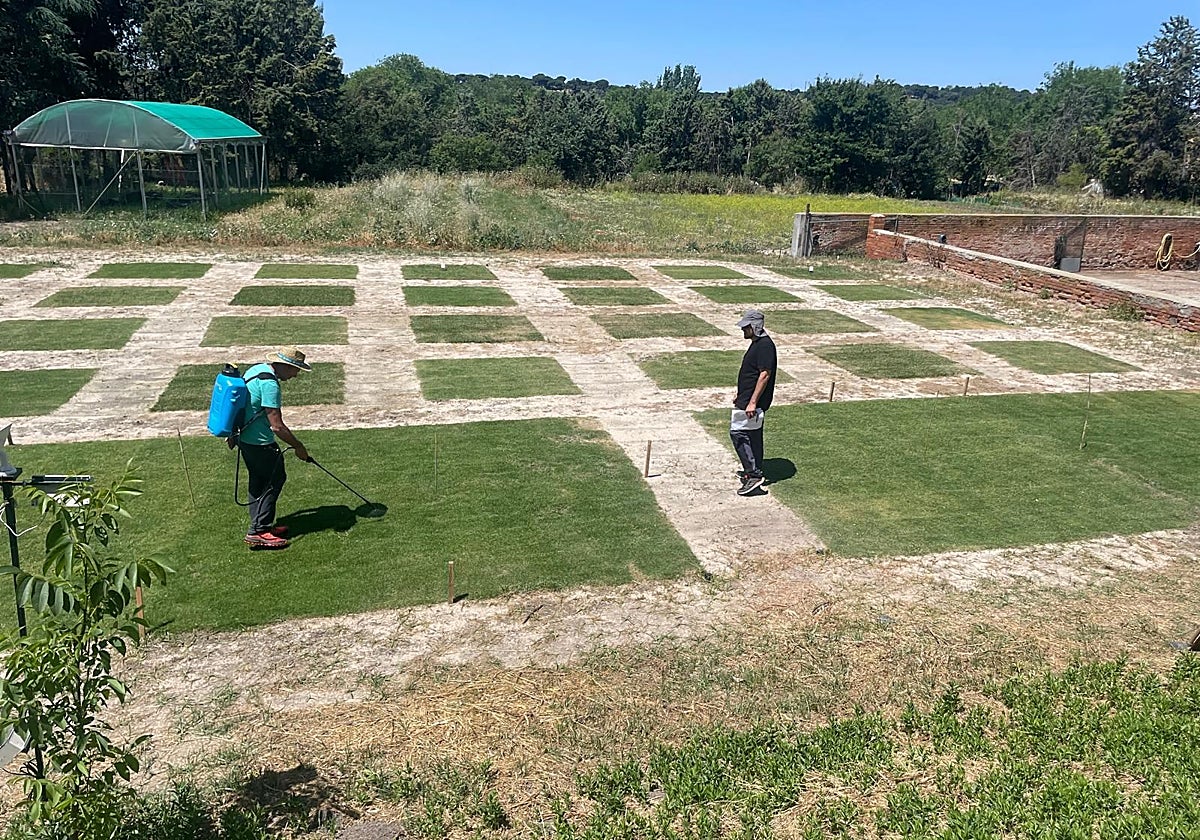 Los tipos de césped son cultivados en parcelas en las que se analizan su capacidad y resistencia y el consumo hídrico