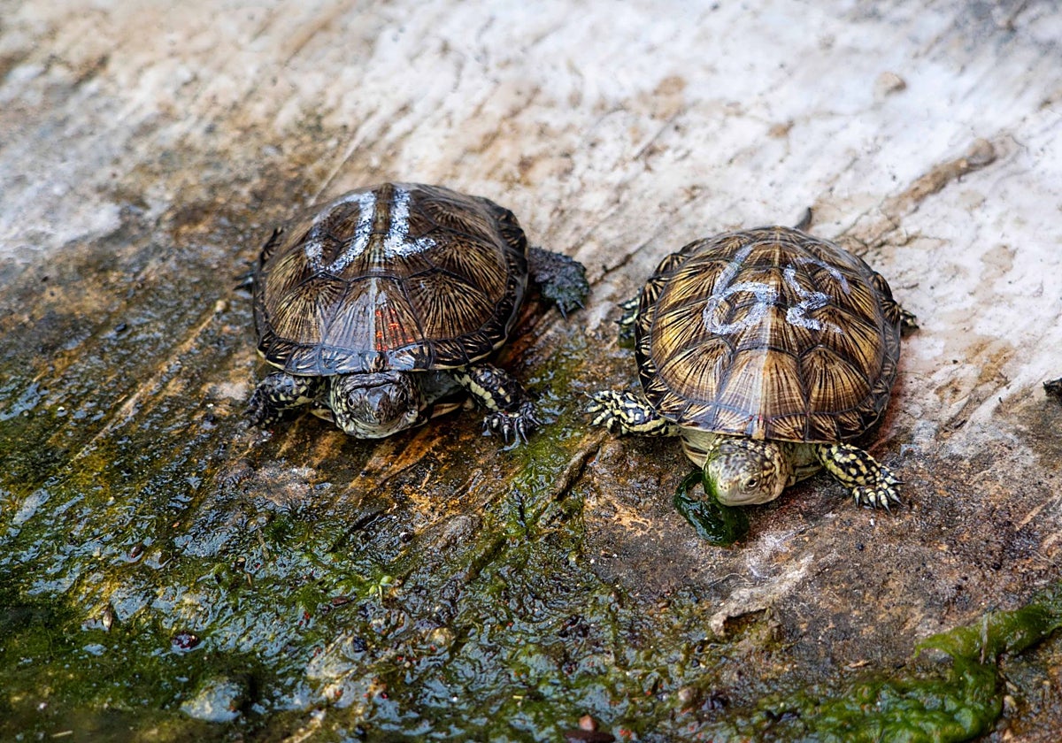 Imagen de una pareja de galápagos europeos supervisada en Bioparc Valencia