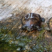 Así impulsa Bioparc la repoblación de una tortuga autóctona valenciana amenazada por las especies invasoras