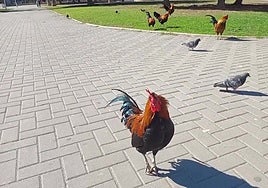 Invasión de 700 gallinas en Torrevieja por la Ley de Protección Animal: la empresa de limpieza no las retira vivas a un «santuario»