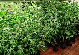 La Guardia Civil interviene 261 plantas de marihuana en Oza-Cesuras (La Coruña)