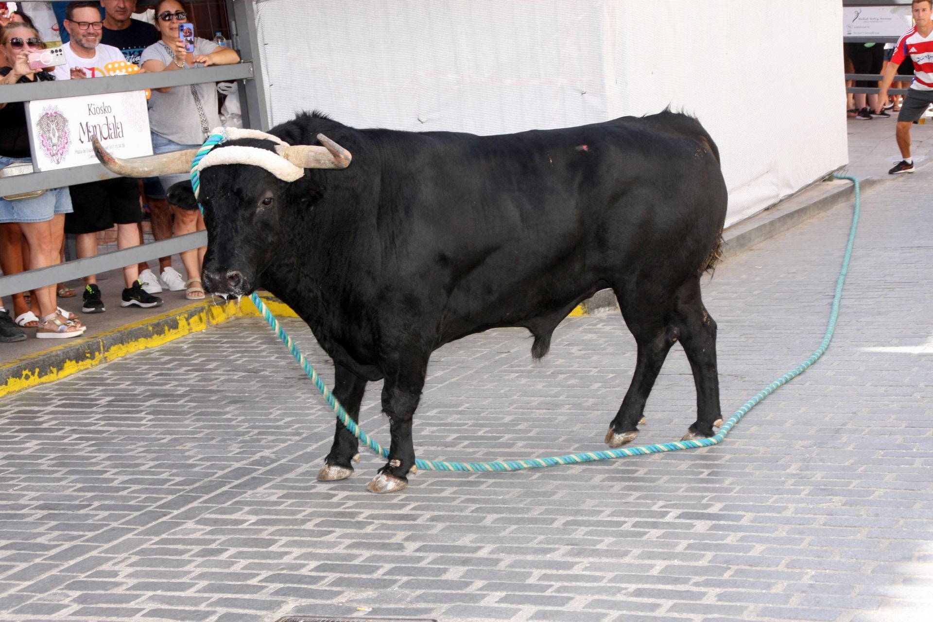 El emocionante Toro de Cuerda de Carcabuey, en imágenes