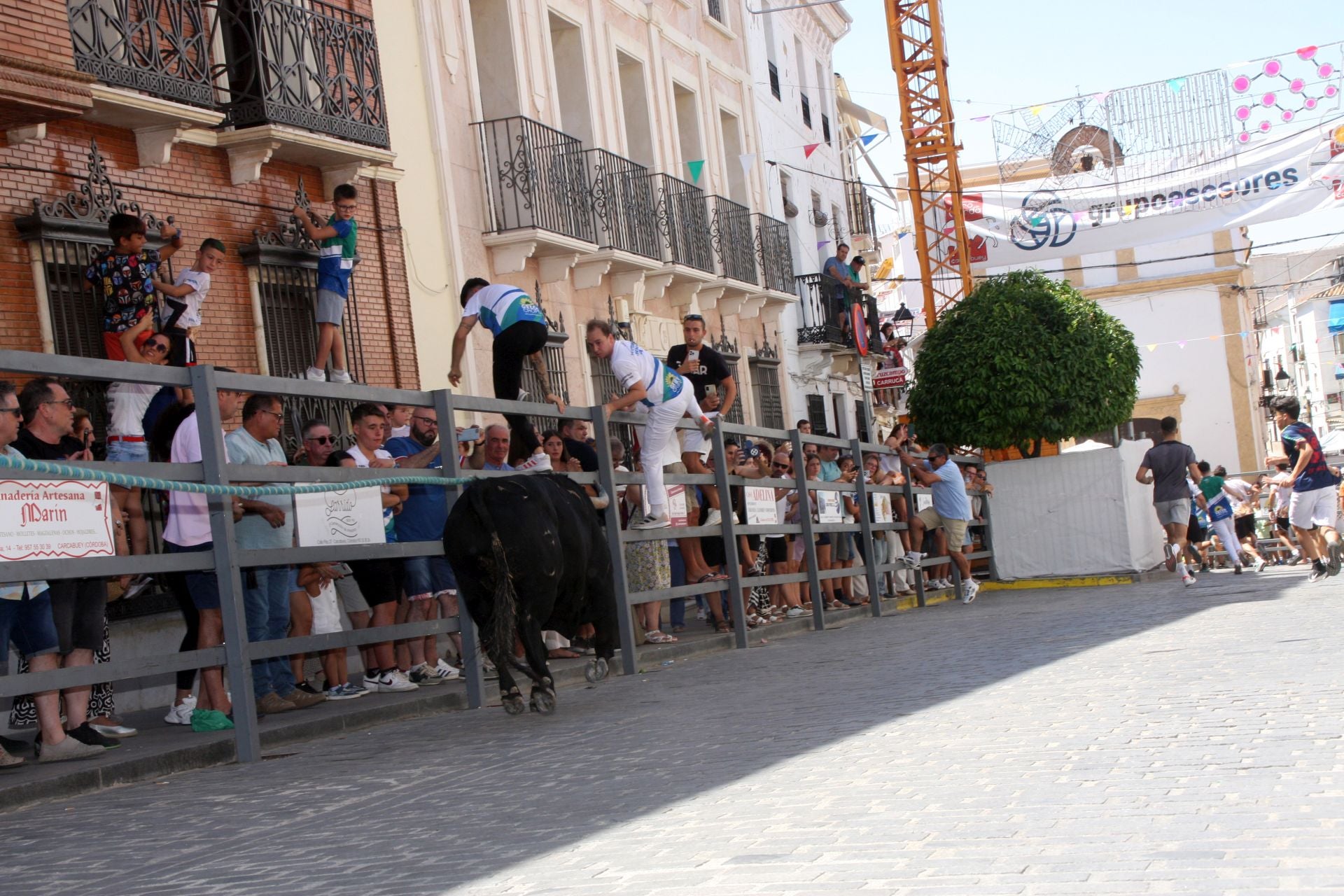 El emocionante Toro de Cuerda de Carcabuey, en imágenes