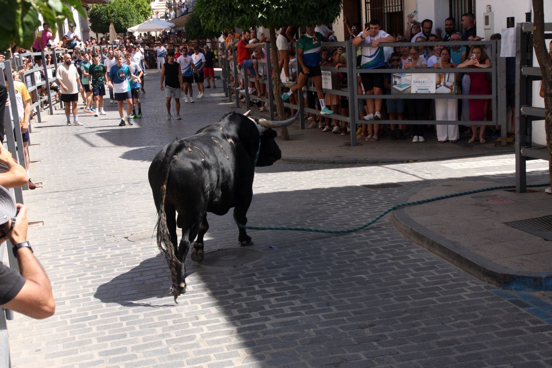 El emocionante Toro de Cuerda de Carcabuey, en imágenes