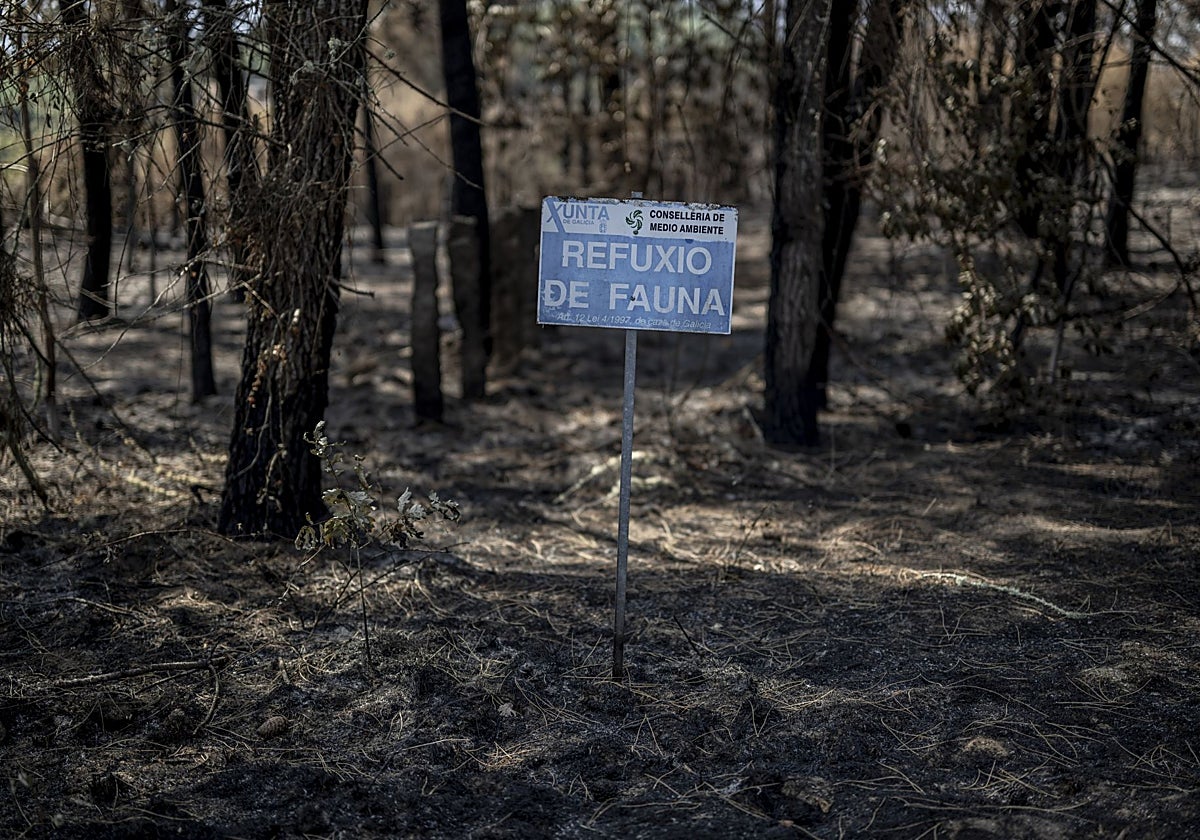 Superficie calcinada en por el incendio forestal que afectó a una gran área del bosque Ridimoas, Beade (Orense)