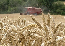 Expertos mundiales en trigo se darán cita en Córdoba en octubre