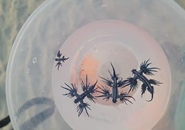 La presencia de dragones azules pone en alerta a las playas de Guardamar del Segura y Torrevieja