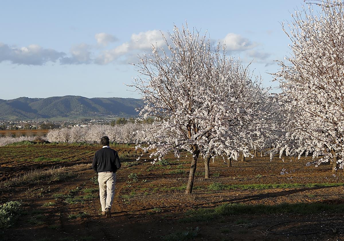 Un hombre pasea por una explotación de almendros en flor