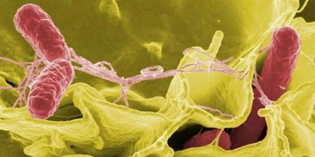 Más de 100 personas afectadas por un brote de salmonelosis en un hotel de La Manga (Murcia)