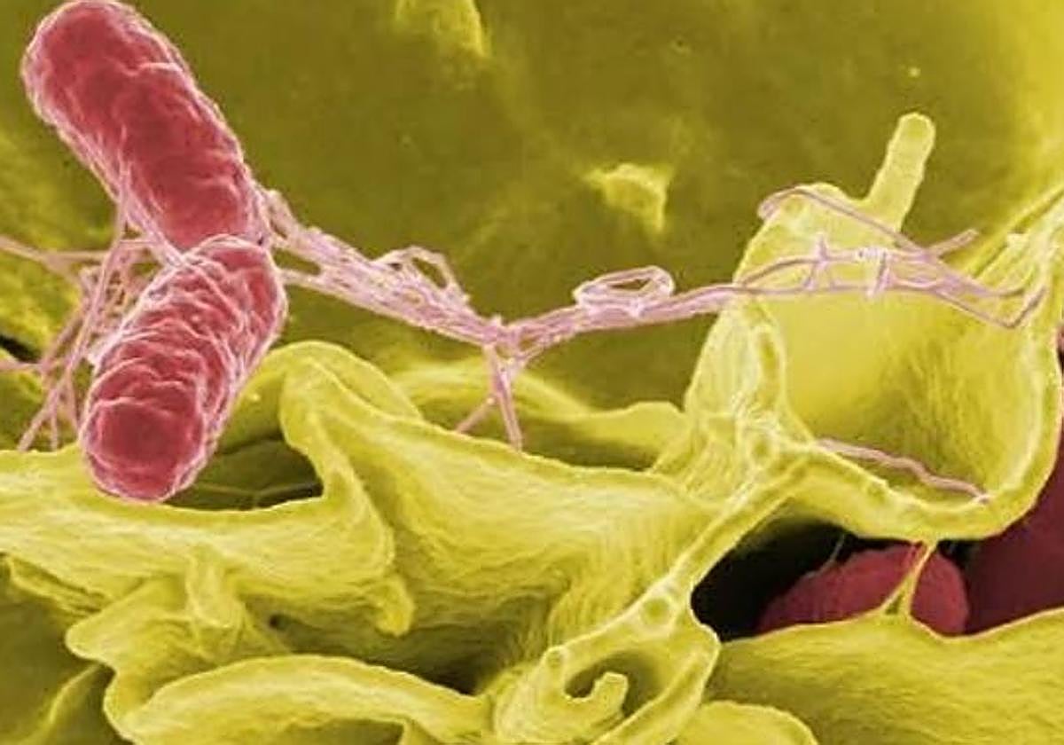 'Salmonella typhimurium'