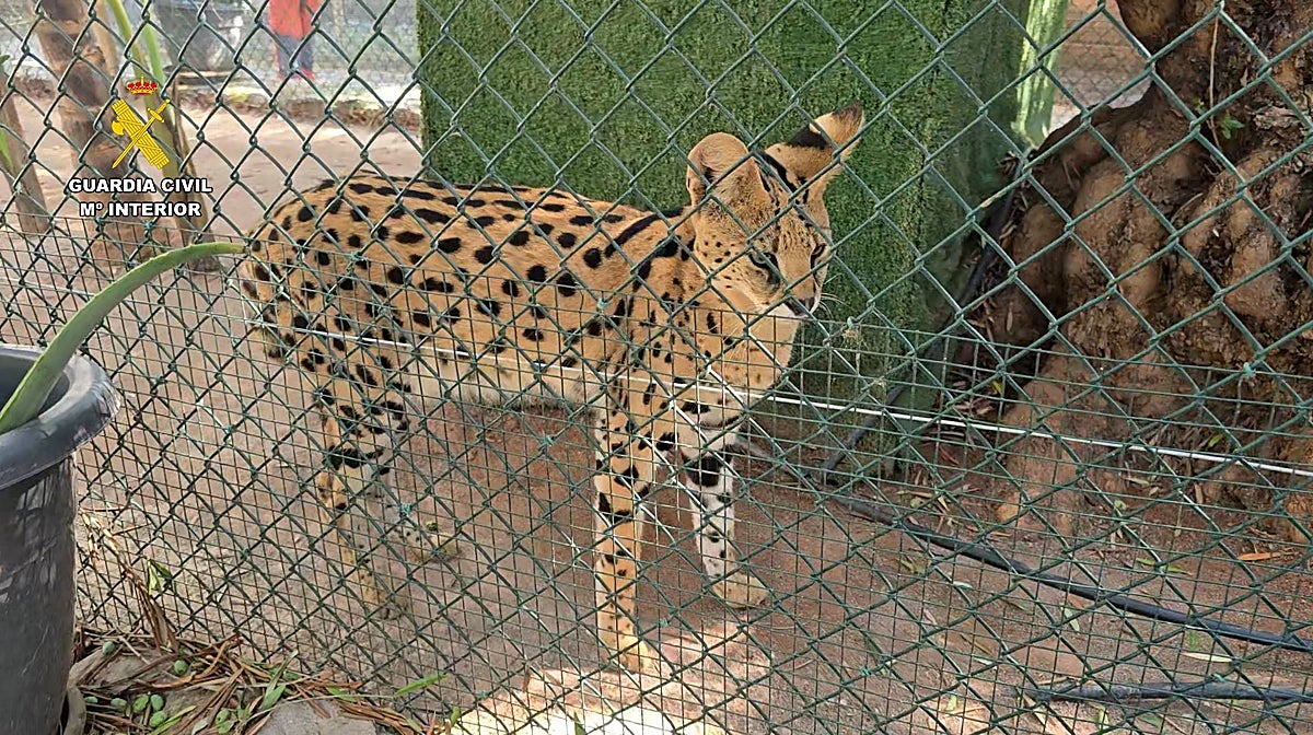 Imagen de uno de los servales encontrados en el zoo clandestino de Nules