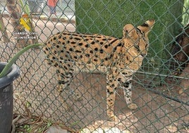 Imagen de uno de los servales encontrados en el zoo clandestino de Nules