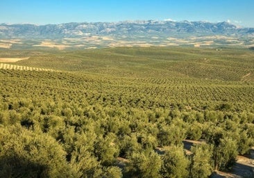 Olivar jiennense