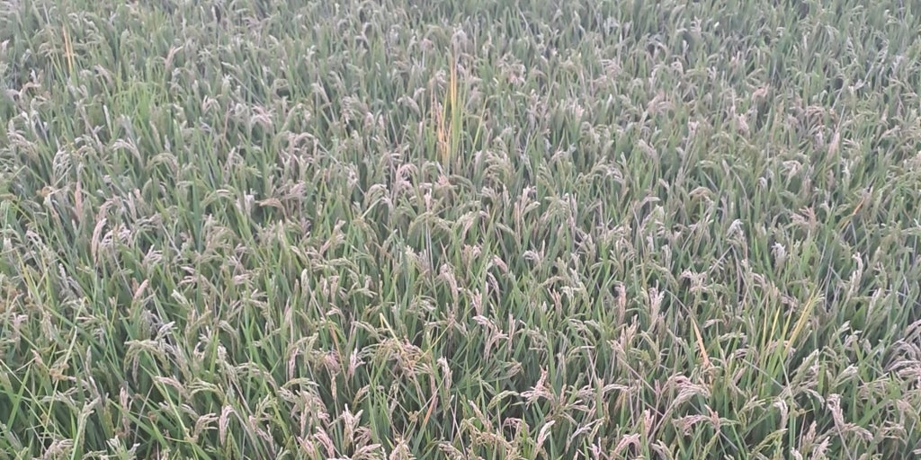 Alertan del daño que está causando un hongo en más de la mitad de los arrozales valencianos: «Nos ponen difícil combatirlo»
