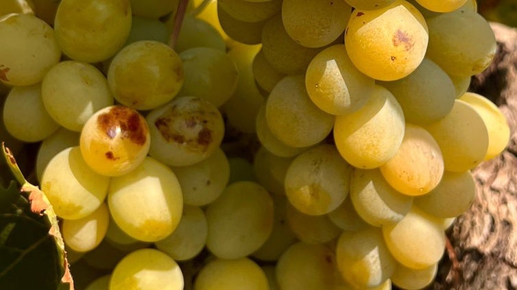 La ola de calor amenaza a la uva moscatel de Alejandría en Alicante, un manjar delicatessen