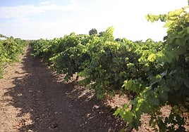 Viticultores  reciben de forma anticipada 5,5 millones de indemnización por los daños provocados por el pedrisco