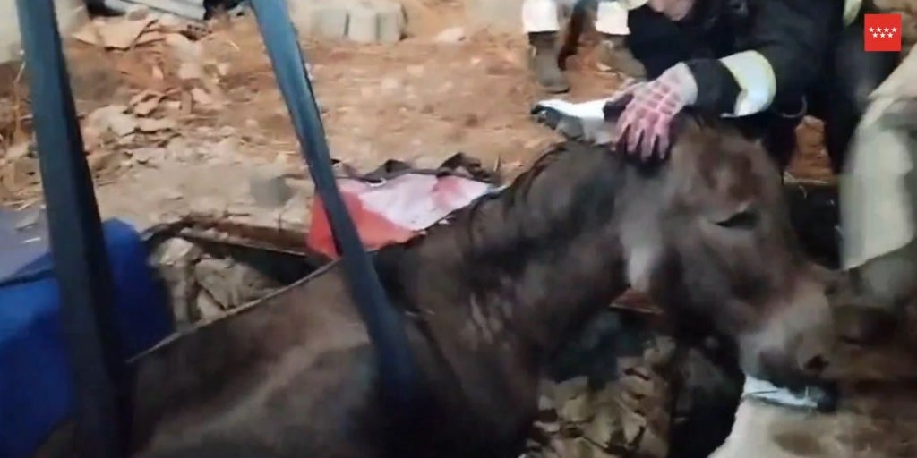 Rescatan a un burro que había caído a un pozo en Robledo de Chavela