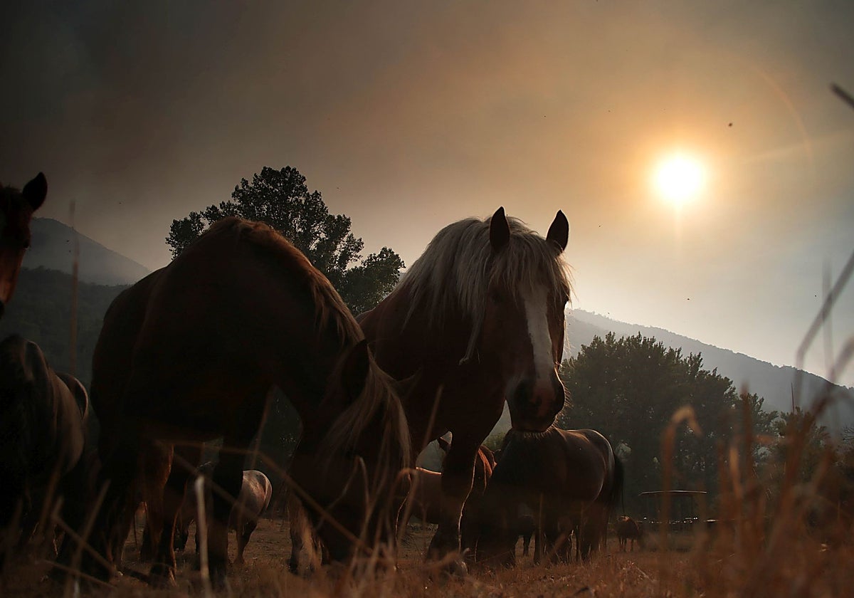 Humo provocado por el incendio de Fasgar (León) hace unos días