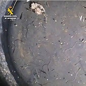 Descubren a un pescador furtivo con cien ejemplares de una especie al borde de la extinción