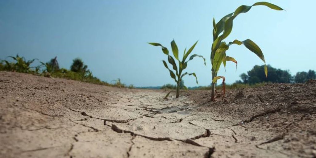 A punto de salir la Ayuda a la Sequía de la Junta, una línea de 6 millones de euros para paliar sus efectos en el campo
