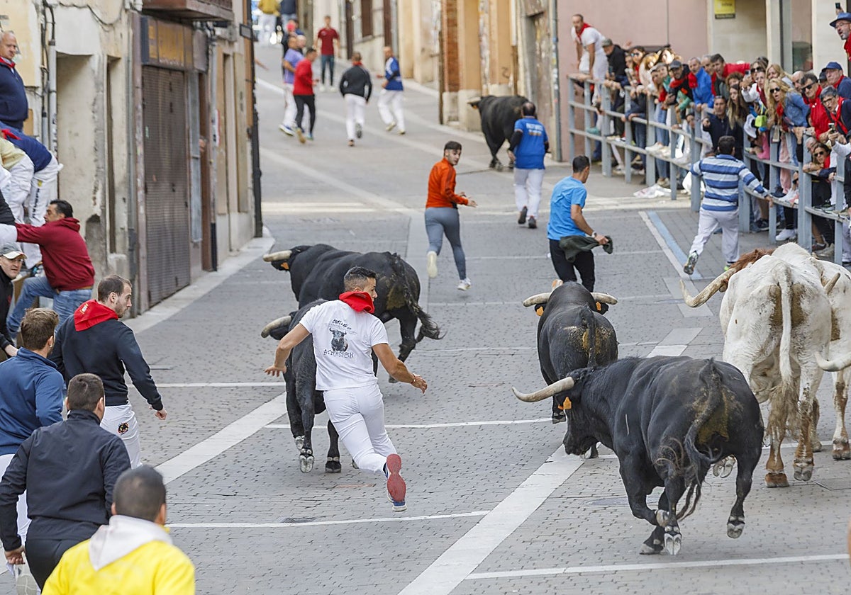 Tercer encierro de las fiestas de Cuéllae (Segovia) de 2025