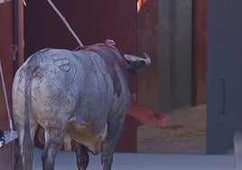 Saltillos entre lo duro, lo malo y lo peor en la segunda novillada del Alfarero de Oro en Villaseca de la Sagra