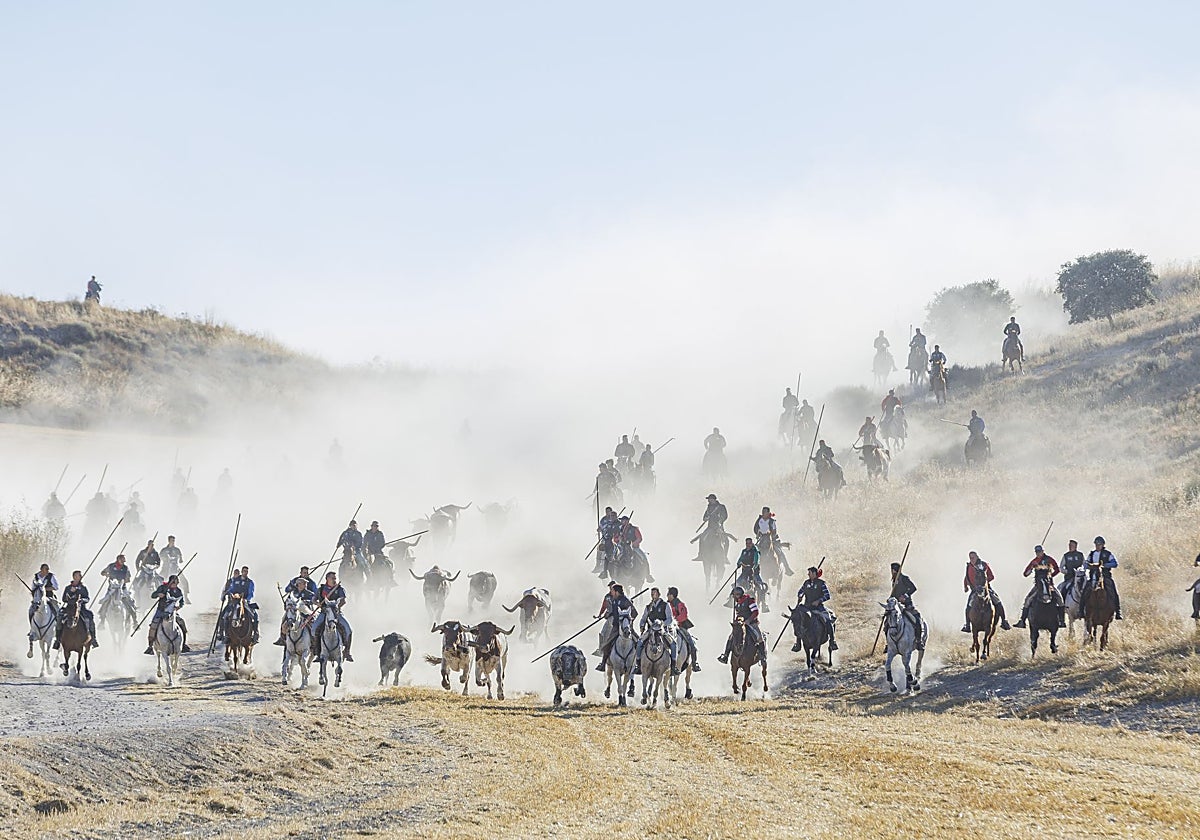 Cuarto encierro en las fiestas de Cuéllar (Segovia) de 2025