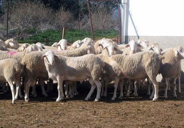 Los ganaderos de Toledo y Ciudad Real afectados por la lengua azul recibirán 4 millones de la Junta