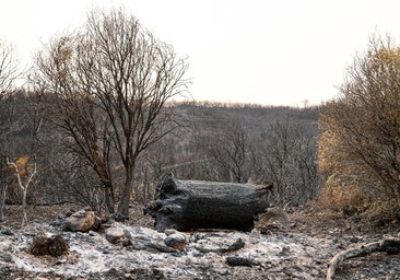 Noroeste, catarsis o muerte