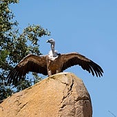 Bioparc Valencia alerta sobre las «amenazas invisibles» para la supervivencia de los buitres