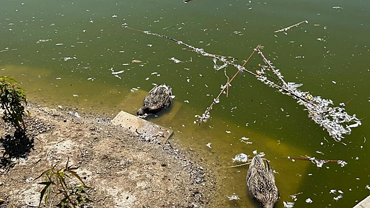 Patos muertos en el lago del Parque de Huelin en Málaga