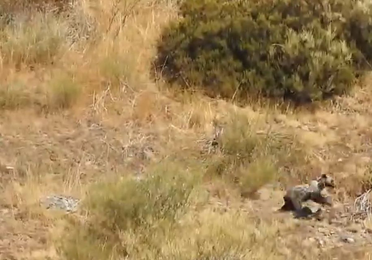 Captura de uno de los vídeos de la Junta del oso Barniedo