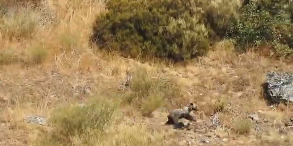 El oso 'Barniedo' sobrevive a su segundo incendio: se le avista corriendo por el monte «en perfecto estado»