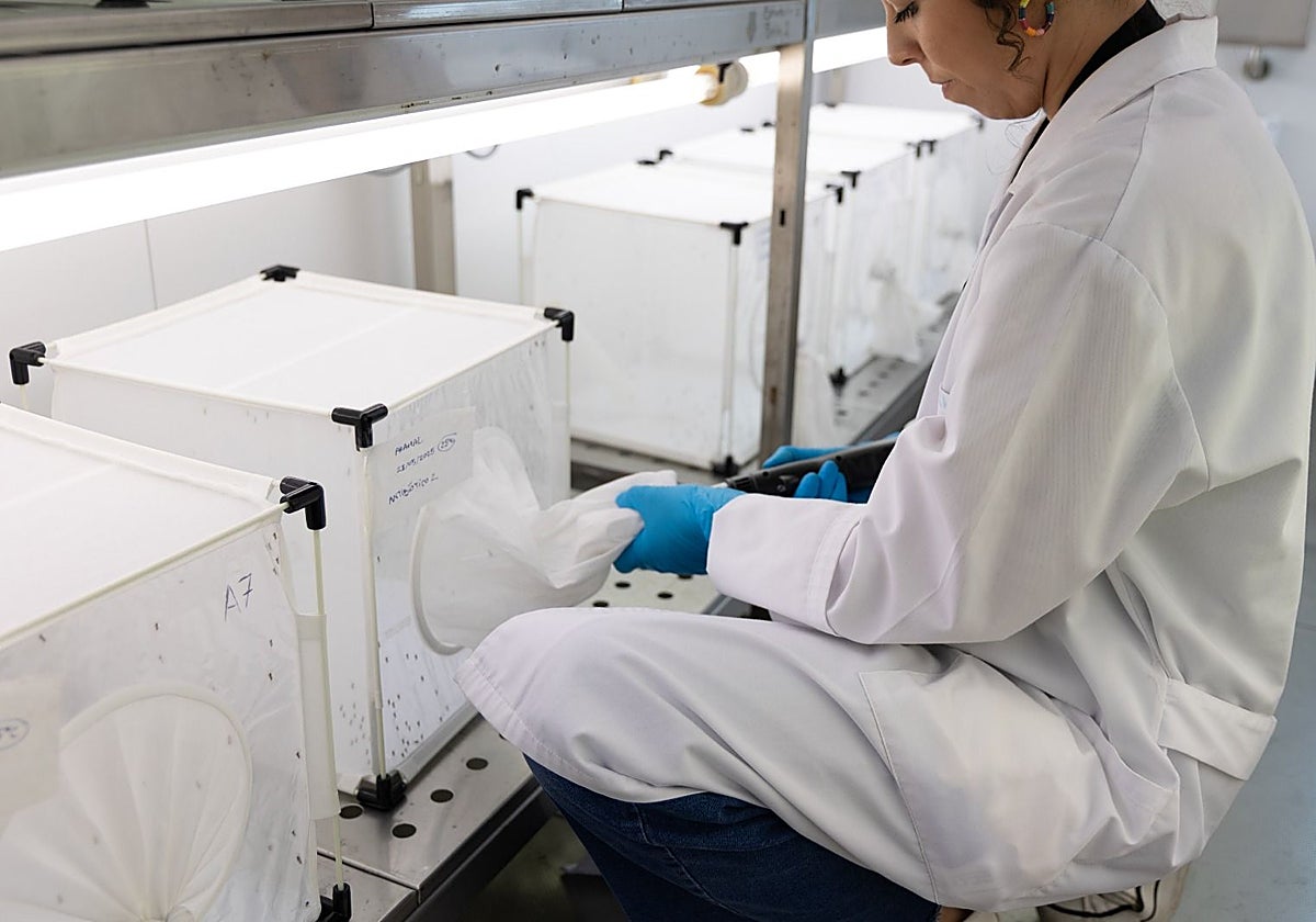 Pruebas para detecció del virus del Nilo