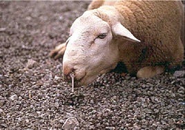 La lengua azul afecta ya a 540 explotaciones en la provincia de Córdoba con un grave impacto de mortalidad del 5%