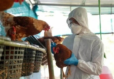Sacrificadas 37.300 gallinas en Pozo de Guadalajara tras confirmarse un foco de gripe aviar