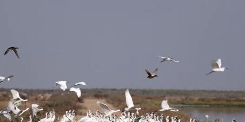 La gripe aviar ya se extiende por Doñana y obliga a elevar el nivel de alerta en aves silvestres