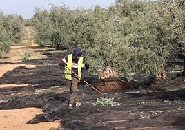 La aceituna de mesa afronta una campaña «buena» tras las bajas cosechas por la sequía