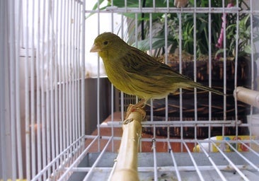 Hasta 10.000 euros de multa: estas son las aves que no puedes tener como mascota en casa