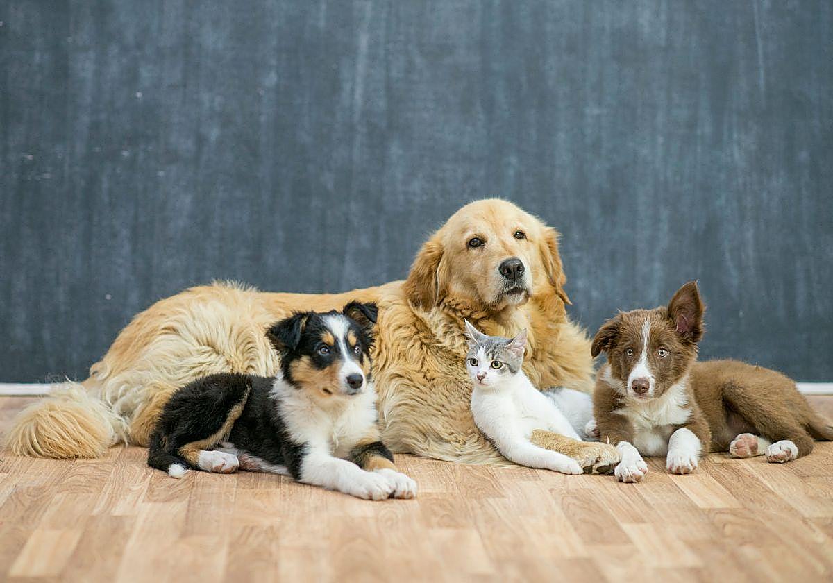 Mascotas con gripe aviar