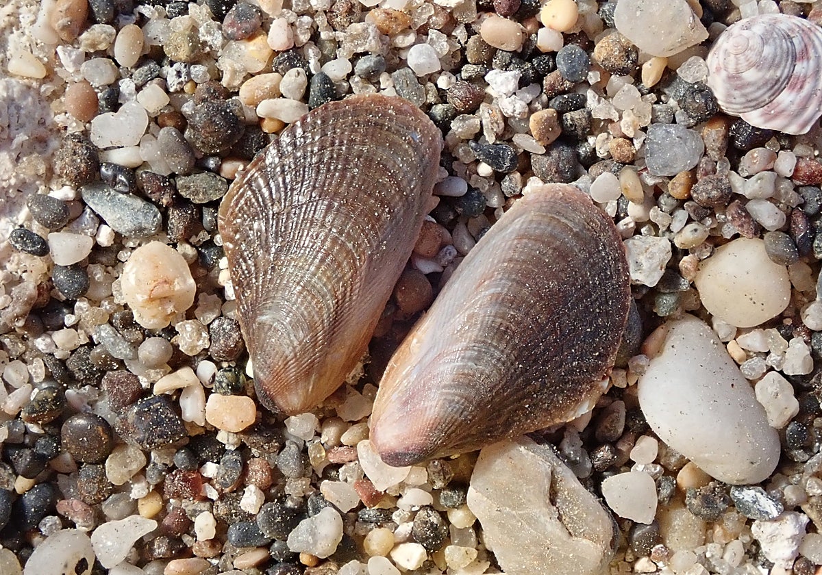 Ejemplares de mejillón egipcio (Brachidontes pharaonis) detectados en Carboneras