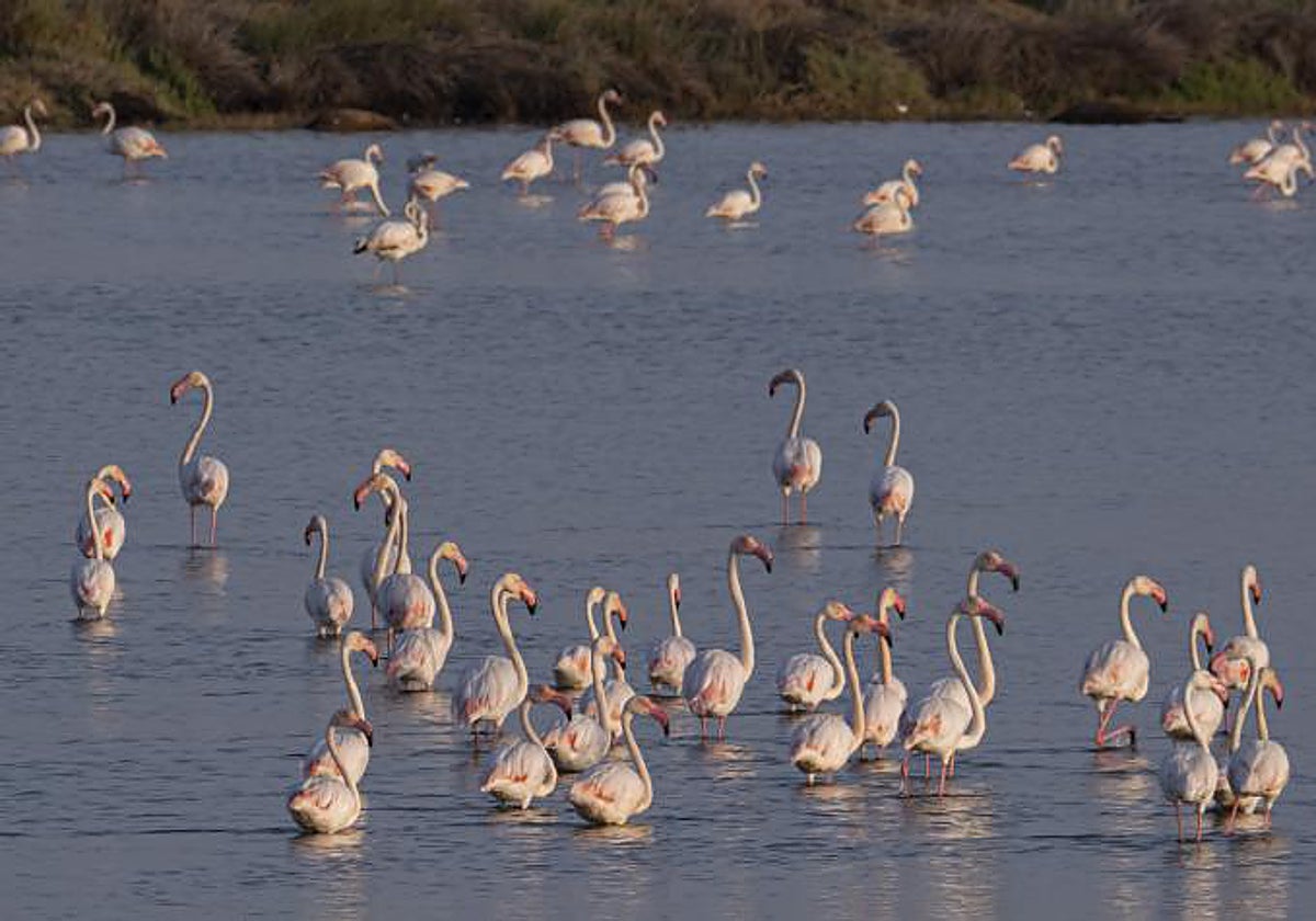 Flamencos en Veta la Palma