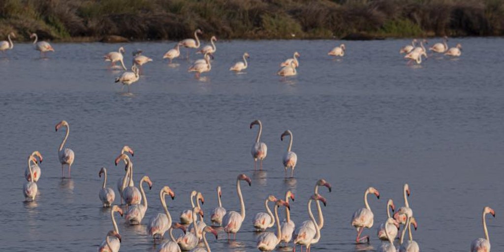 Doñana activa una campaña de control de aves en Veta La Palma