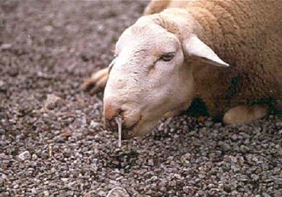 Una oveja enferma de lengua azul en una explotación ganadera