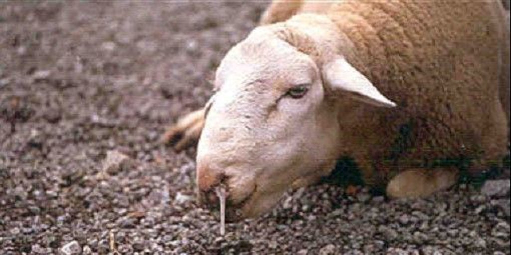 Castilla-La Mancha registra 104 focos de lengua azul y defiende la vacunación obligatoria del ganado
